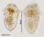 Synchaeta bicornis