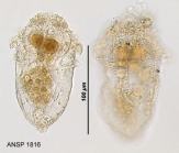 Synchaeta bicornis