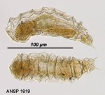 Taphrocampa annulosa