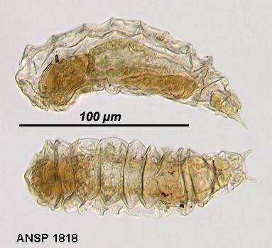 Taphrocampa annulosa