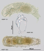 Taphrocampa selenura