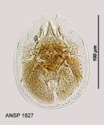 Testudinella aspis
