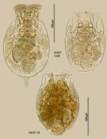 Testudinella clypeata