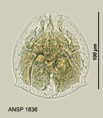Testudinella parva f. bidentata