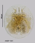 Testudinella patina