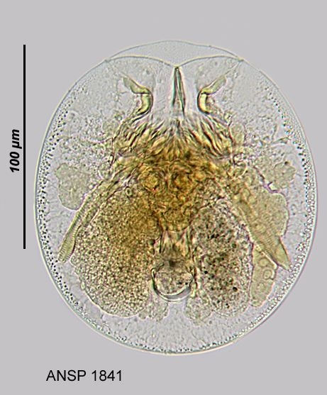 Testudinella patina