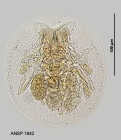 Testudinella patina f. trilobata