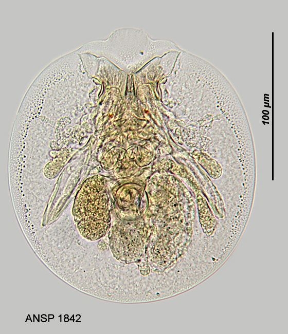 Testudinella patina f. trilobata Testudinella patina f. trilobata