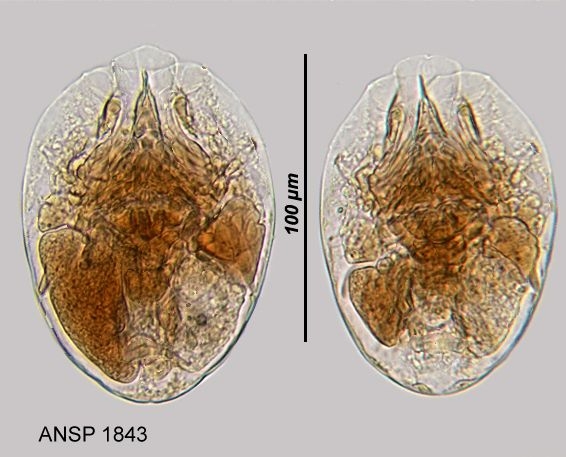 Testudinella reflexa Testudinella reflexa