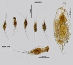 Filinia opoliensis
