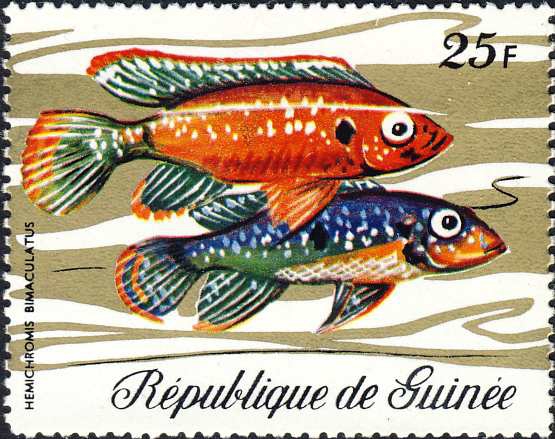 Hemichromis bimaculatus Hemichromis bimaculatus