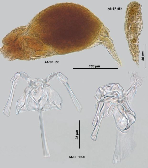 Eosphora ehrenbergi