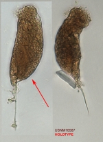 Trichocerca nitida