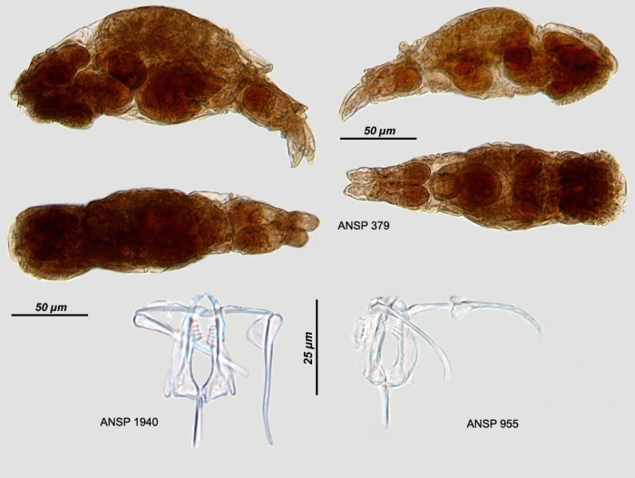 Dicranophorus dalecarlica Dicranophorus dalecarlica