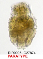 Brachionus josefinae