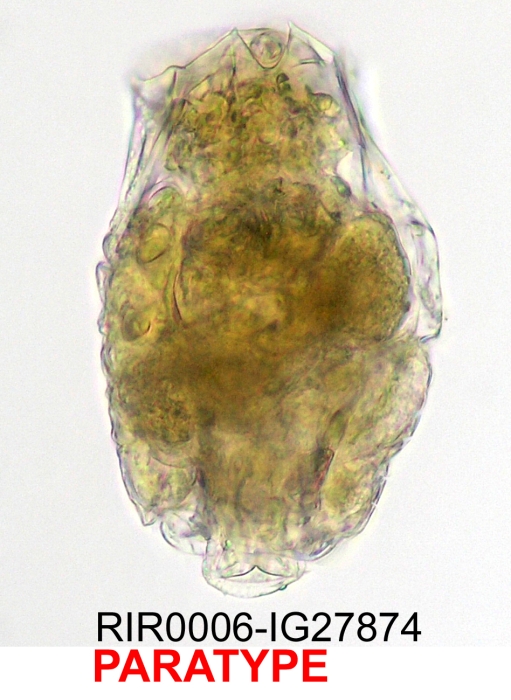 Brachionus josefinae Brachionus josefinae