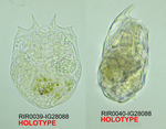 Brachionus niwati