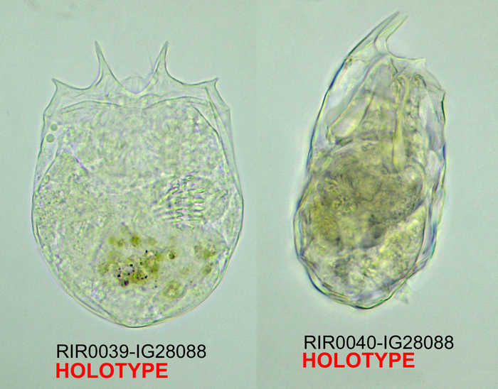 Brachionus niwati