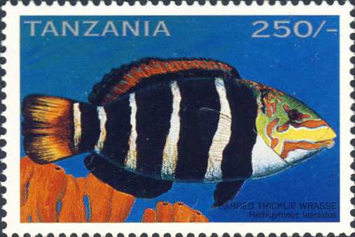 Hemigymnus fasciatus