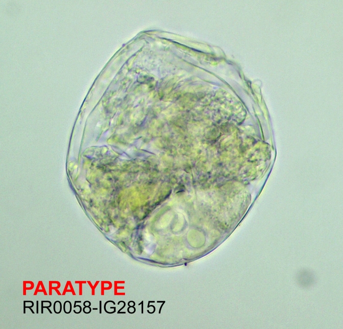 Ascomorpha tundisii Ascomorpha tundisii