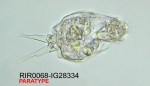 Cephalodella songkhlaensis
