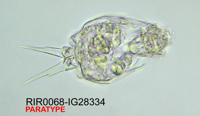 Cephalodella songkhlaensis