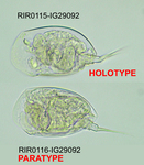Colurella psammophila