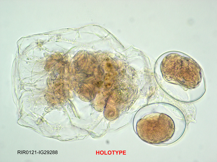 Brachionus amsterdamensis Brachionus amsterdamensis