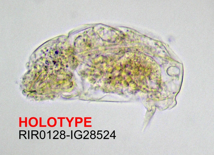 Cephalodella segersi