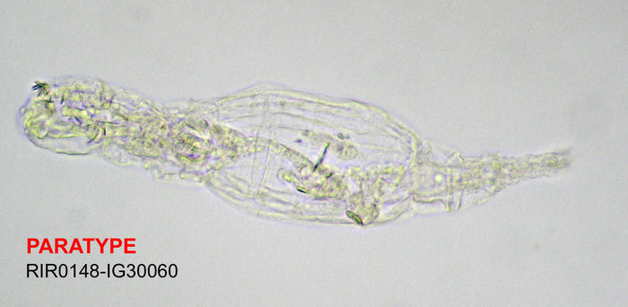 Adineta ricciae