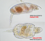 Cotylegaleata perplexa