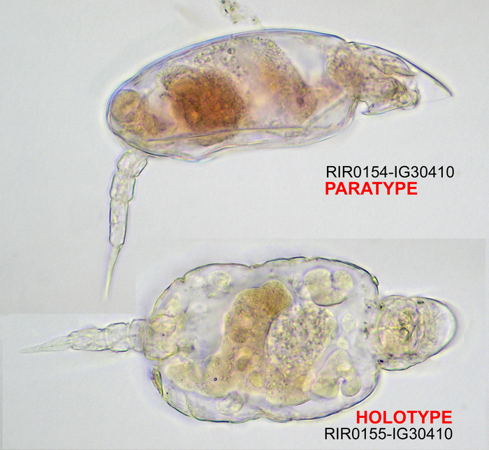 Cotylegaleata perplexa
