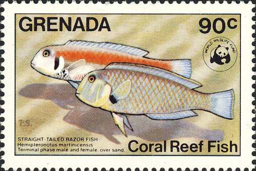 Hemipteronotus martinicensis Hemipteronotus martinicensis