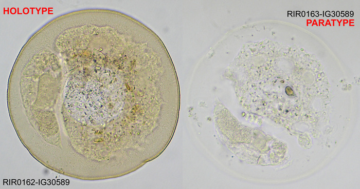 Asciaporrecta arcellicola