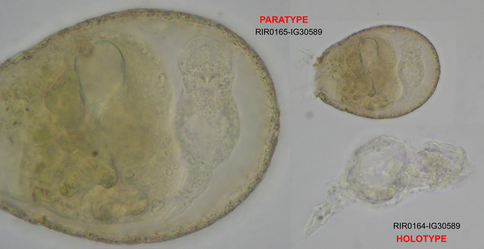 Asciaporrecta difflugicola Asciaporrecta difflugicola