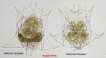 Brachionus araceliae