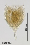Lecane whitfordi