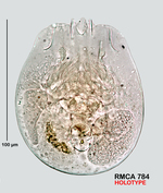 Testudinella kostei