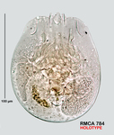Testudinella kostei