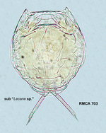 Lecane nitida