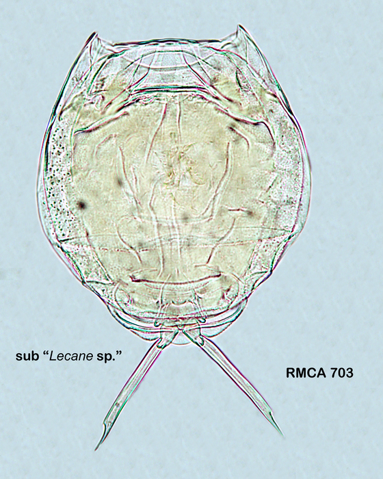 Lecane nitida Lecane nitida