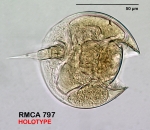 Lepadella discoidea