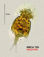 Squatinella lunata
