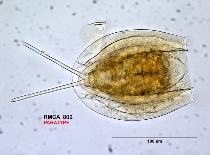 Dipleuchlanis ornata Dipleuchlanis ornata