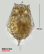 Euchlanis semicarinata