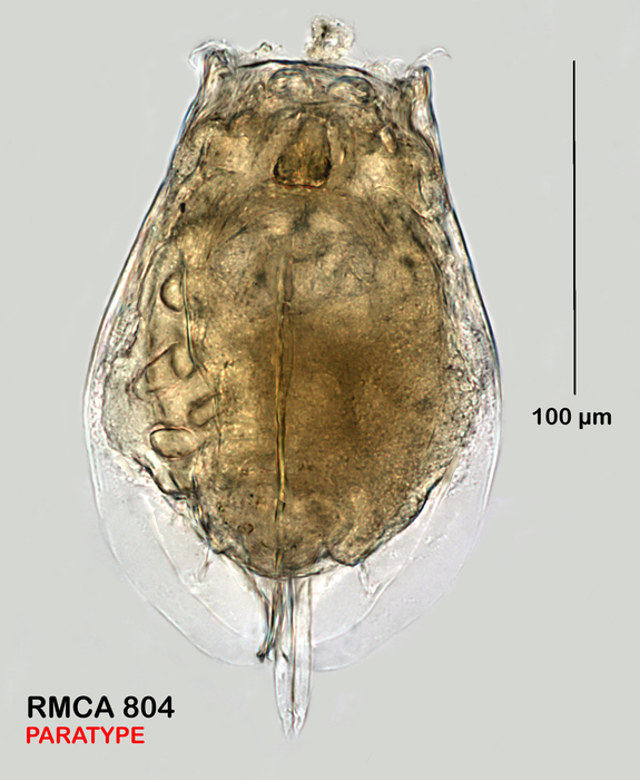 Euchlanis semicarinata