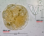 Itura deridderae