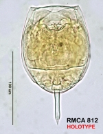 Lecane nigeriensis