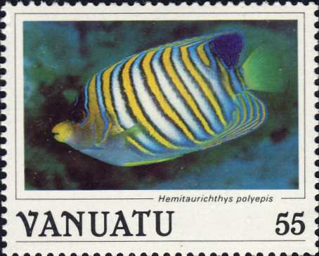 Pygoplites diacanthus Pygoplites diacanthus