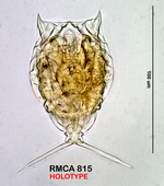 Lecane simonneae